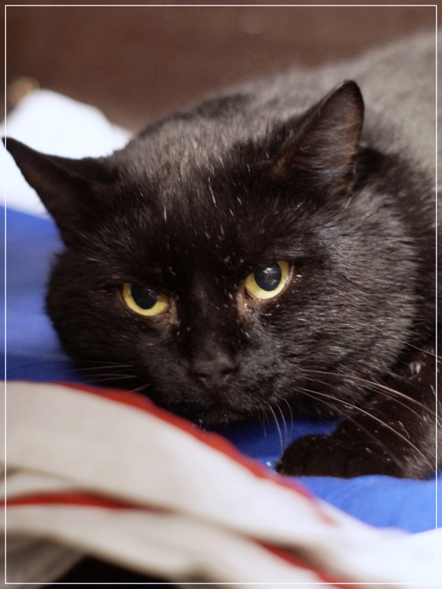 kotia-etsiv-t-kissat-kissakoti-kattila