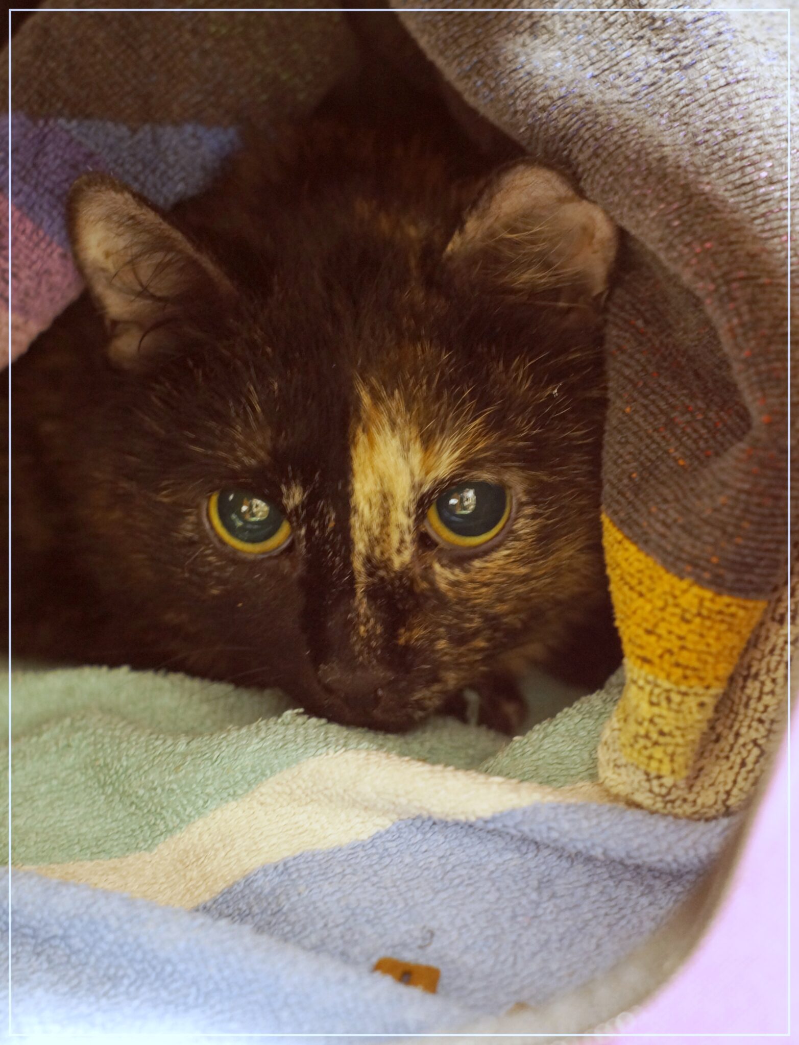 kotia-etsiv-t-kissat-kissakoti-kattila